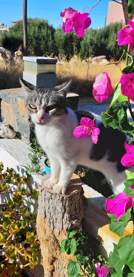 Despina Studios Mochlos Dış mekan fotoğraf